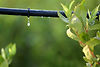 Drip irrigation system by McCook County Conservation District