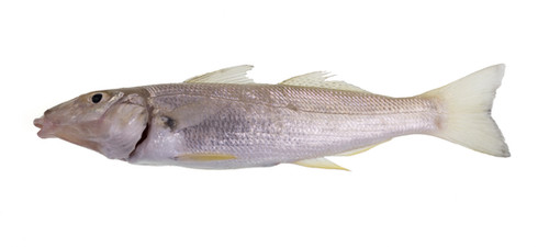 Whiting Fish | Everything Meat & Fish