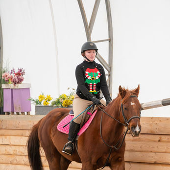 Harvey, a friendly and well-trained horse, ready for lessons at Belle Wood Equestrian.