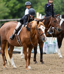 Horse and Rider at Horse Show