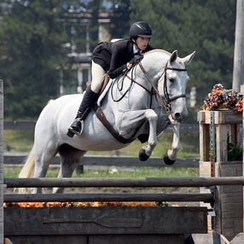 Swede, a reliable lesson horse, enjoying life at Belle Wood Equestrian