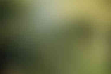 Sanjska poroka v restavraciji Kamin na Primorskem