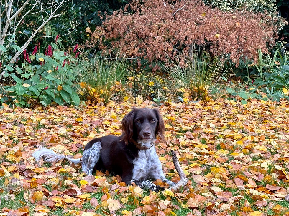 Als het herfstblad valt