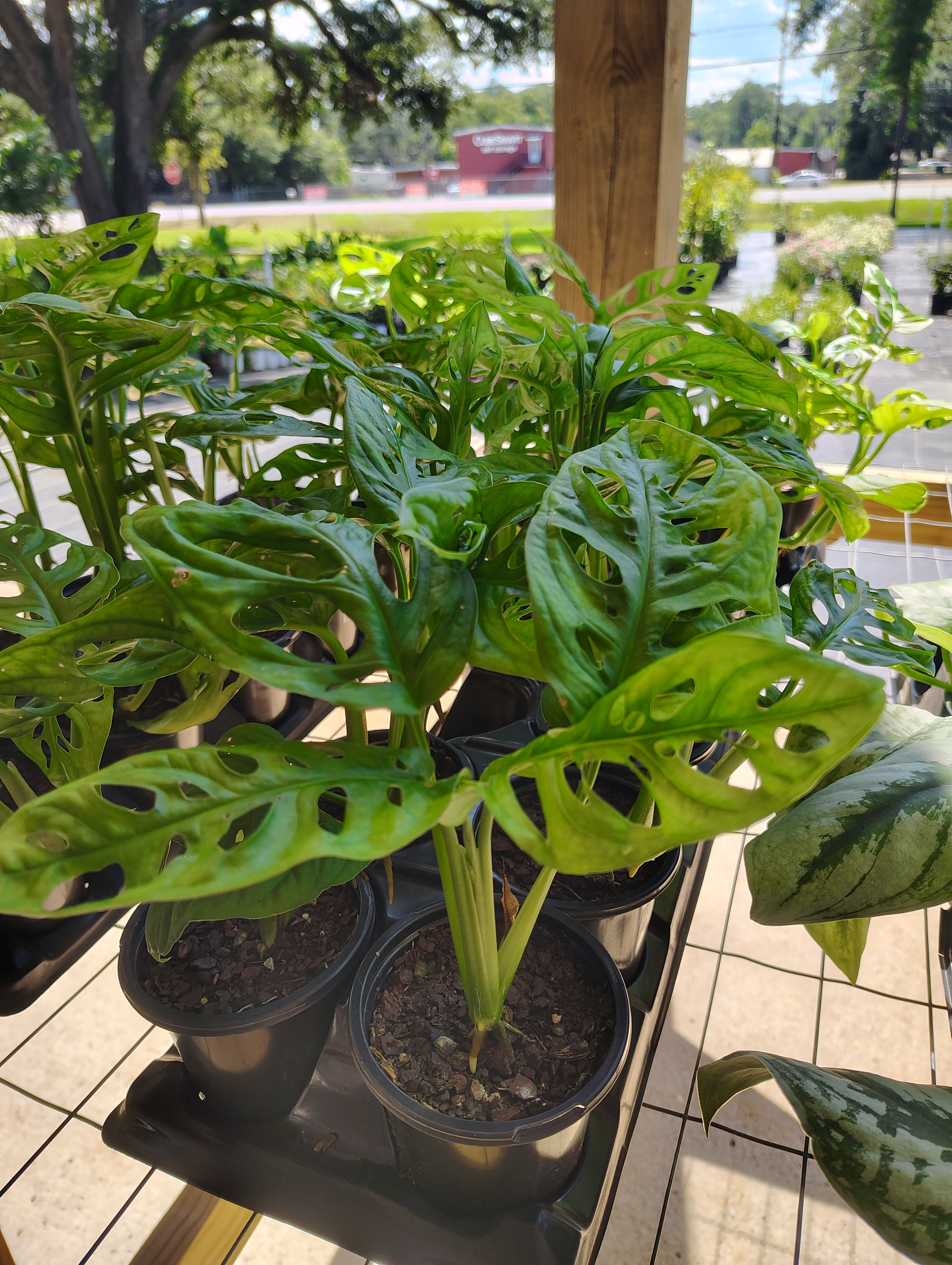 Swiss Cheese Plant (Monstera Deliciosa)