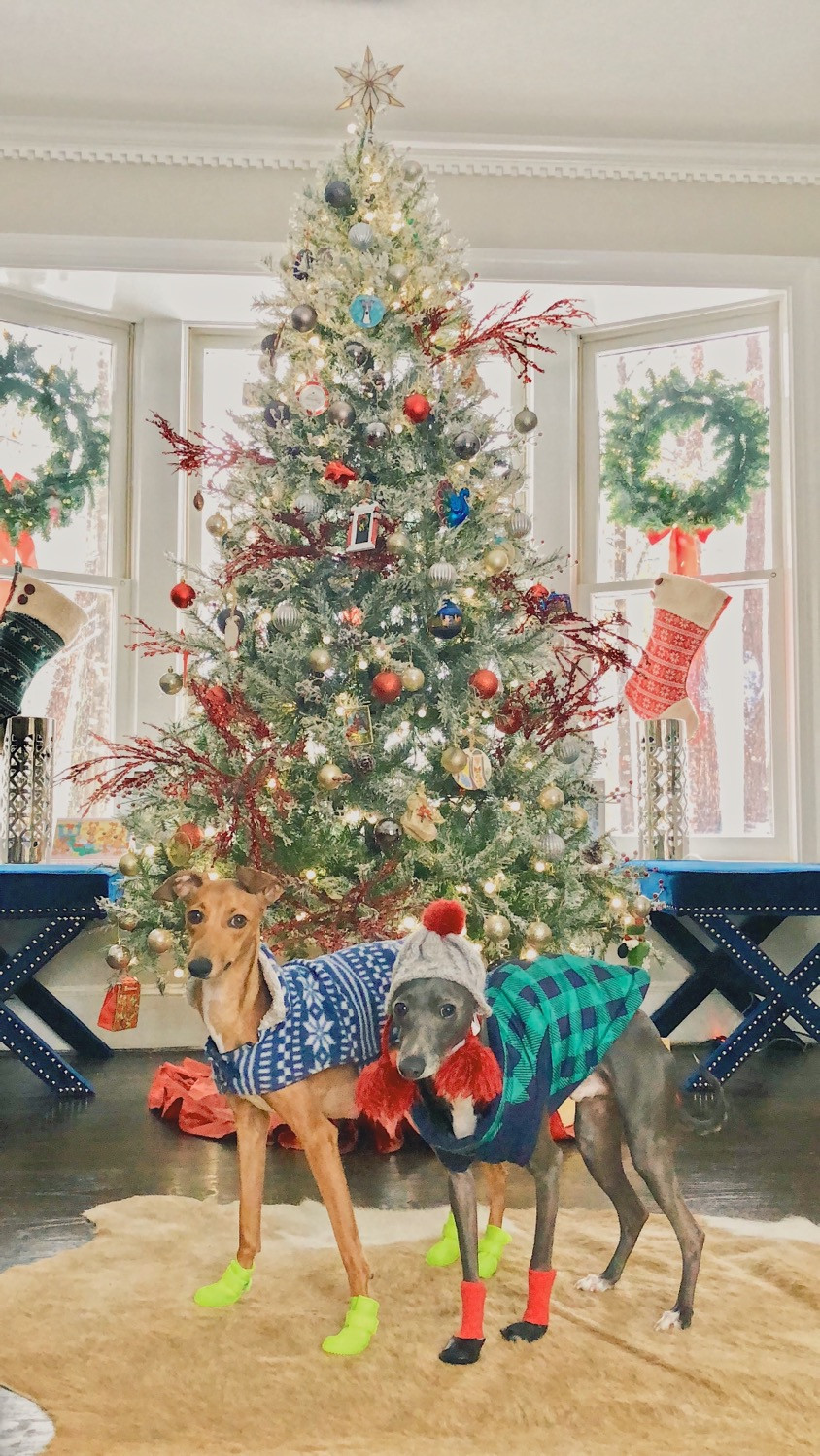 Italian Greyhound Christmas outfits