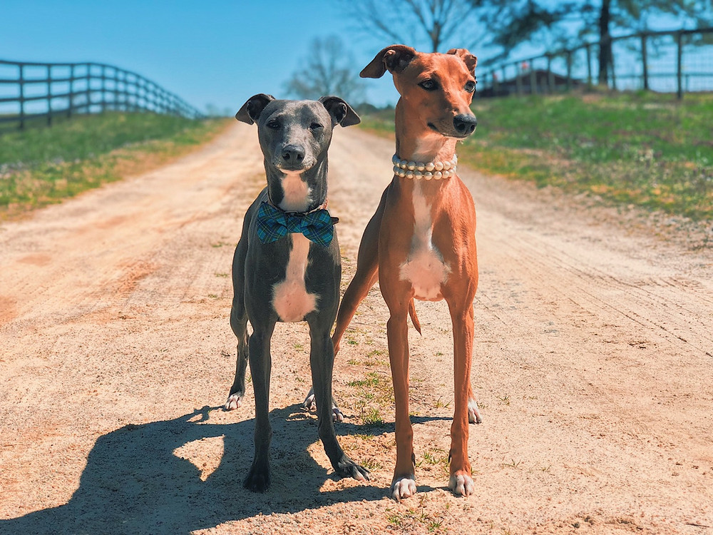 Bella and Enzo, aka, "Benzo"