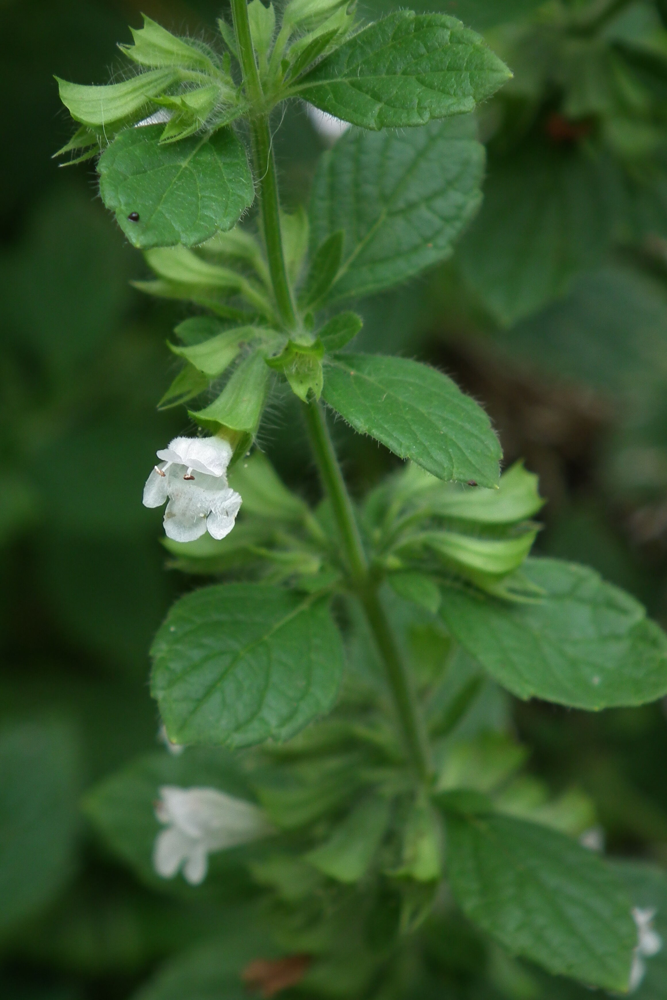 Lemon Balm Extract