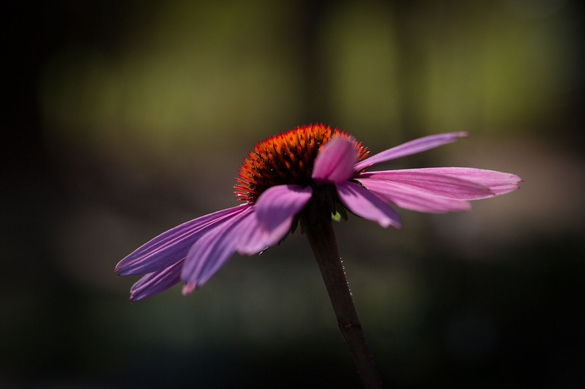 Echinacea Purpurea Extract