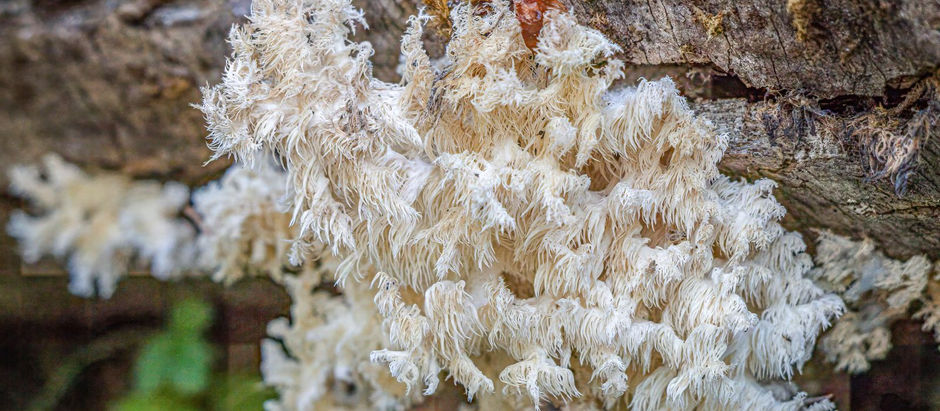 Tremella Extract for Beauty and Hydration Concepts | Herbify