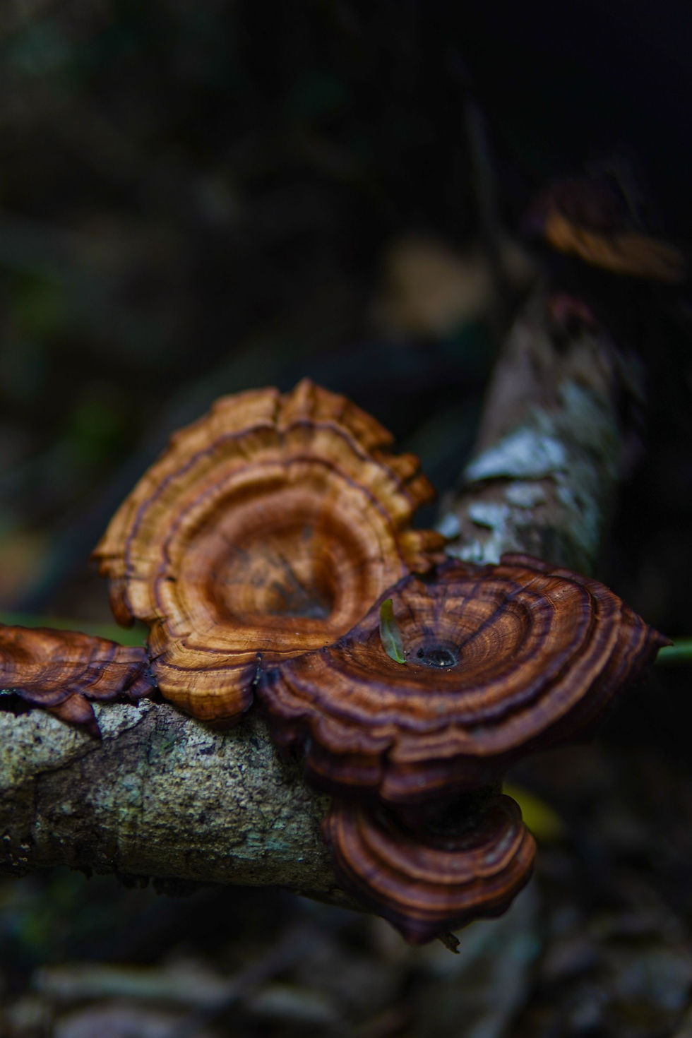 Reishi Extract - Quality Markers and Product Applications | Herbify