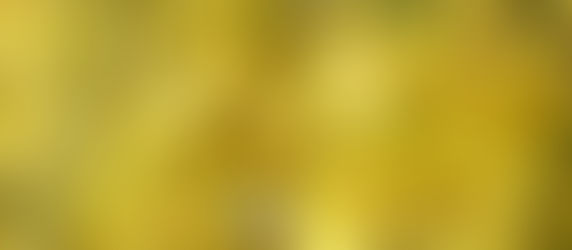 Top 5 Herbal Remedies for Lung Health