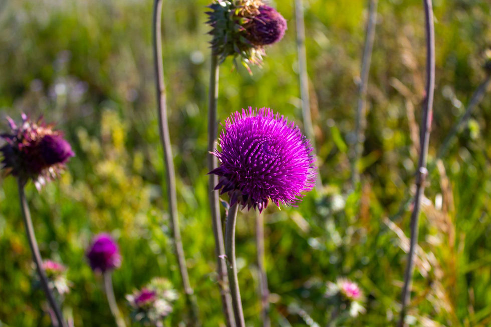 Milk Thistle Extract - Silymarin Specifications Explained | Herbify