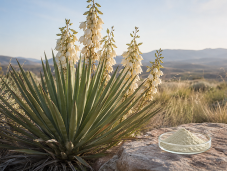 Yucca schidigera plant and extract powder for saponin grade selection