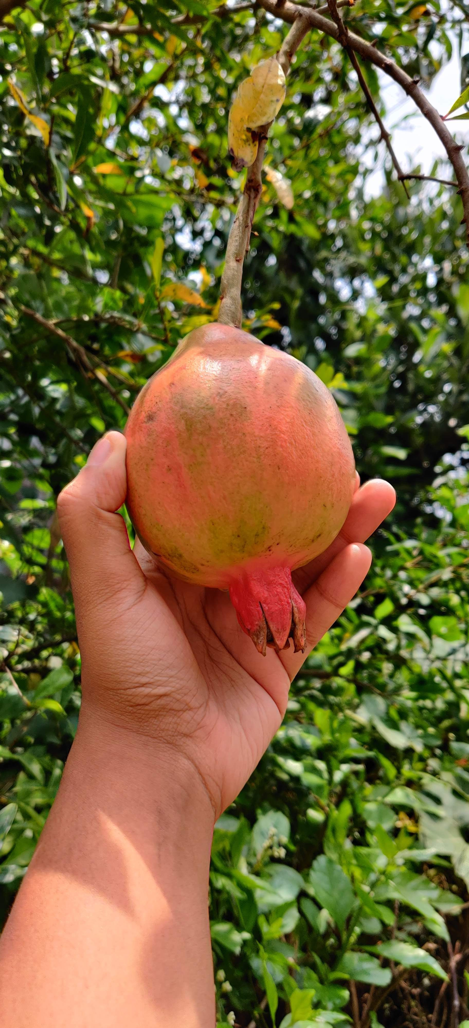 Pomegranate Extract