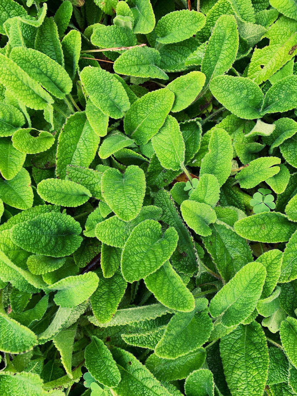 Lemon Balm Extract for Alcohol-Free Liquids and Powders | Herbify