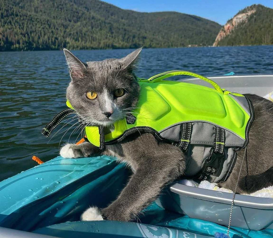 boatingreece , boating , dogs , cats , boating pets, yachting, 