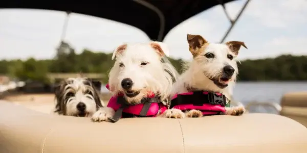 boating greece , boatingreece , boating , dogs , cats , boating pets, yachting,