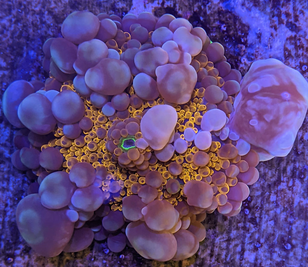 FL Volcano ๐ Bounce