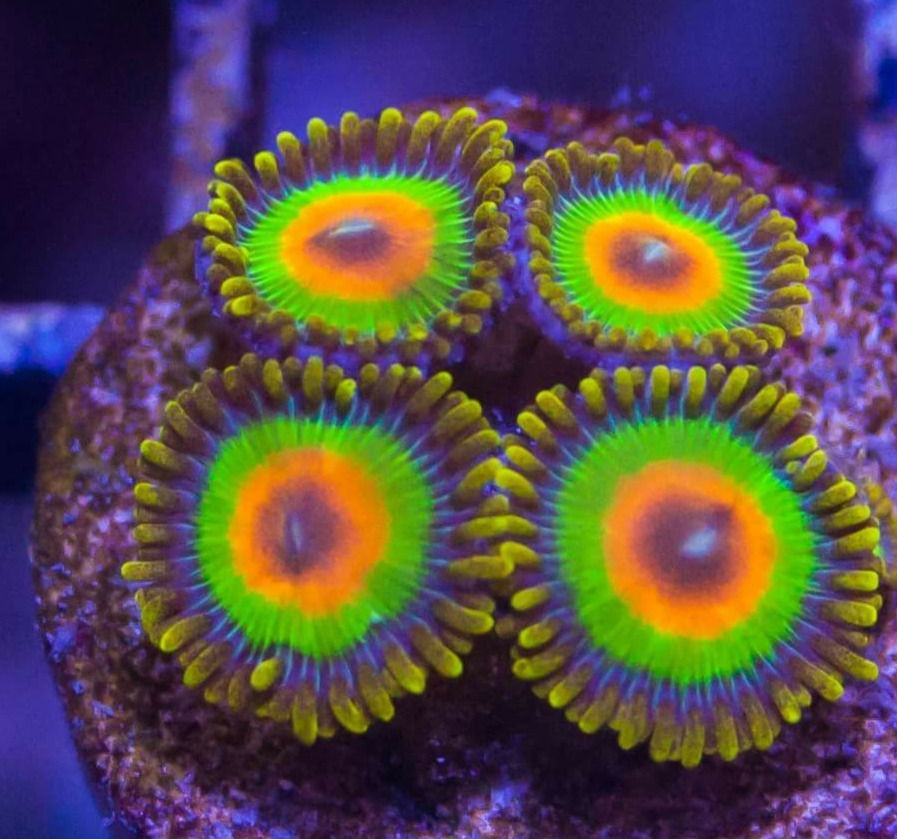 Rhasta Zoas
