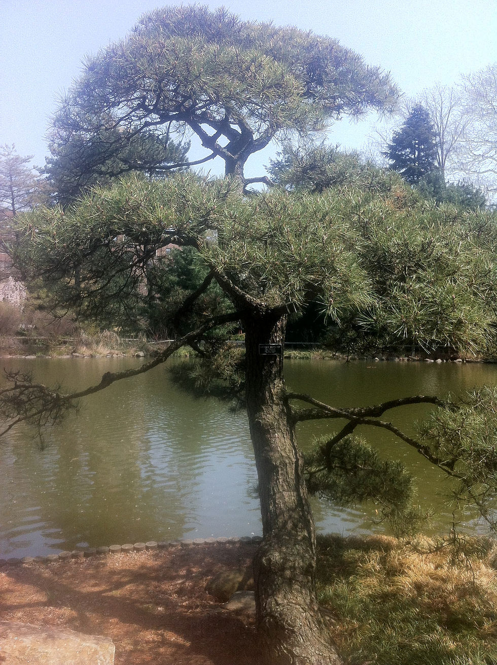Miniatyrbild: Pinus thunbergii - japansk svarttall