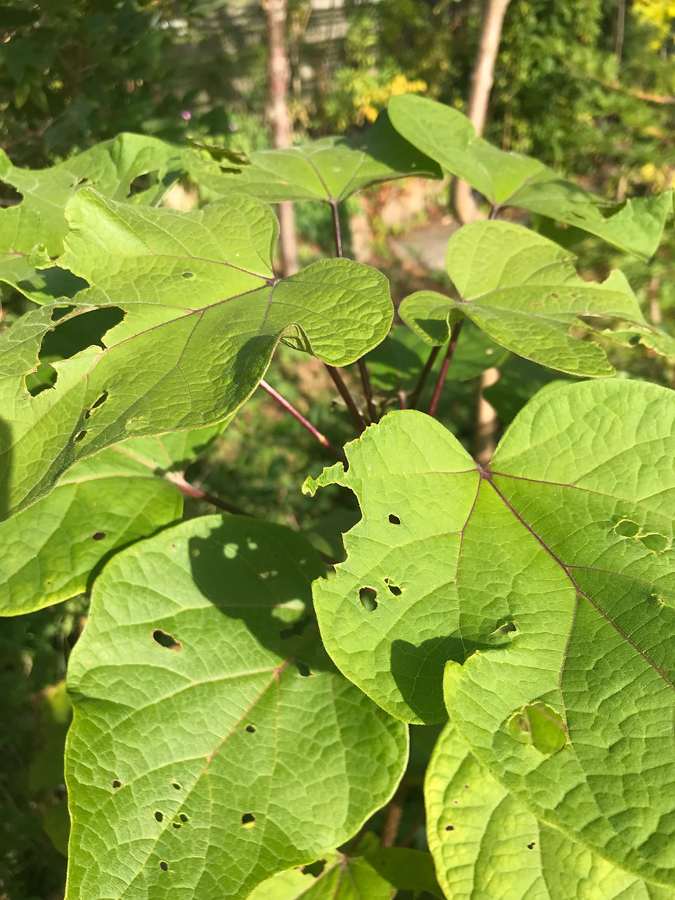 Miniaturbild: Catalpa bungei - manchurisk katalpa