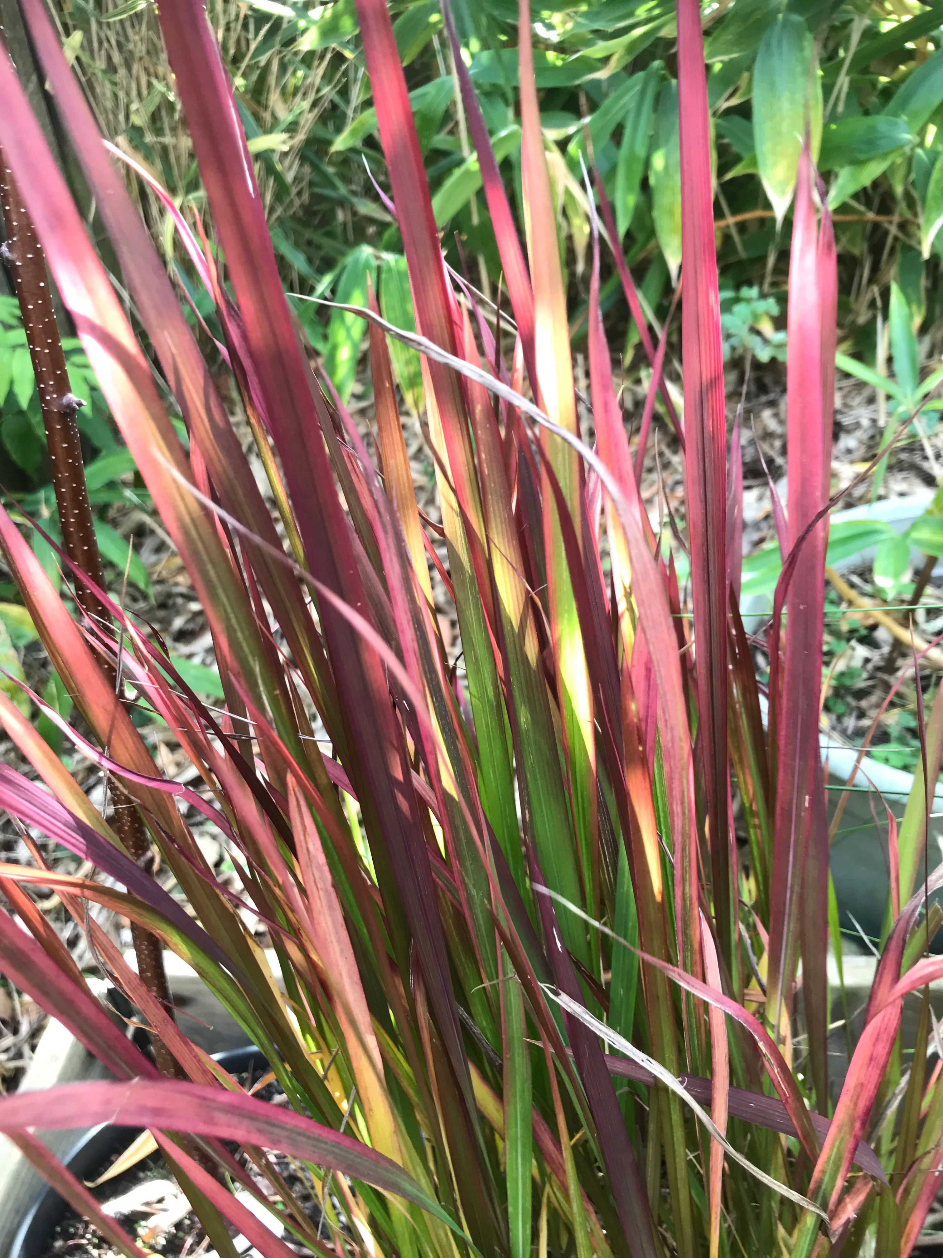 Imperata cylindrica "Rubra" ("Red Baron") - japanskt blodgräs