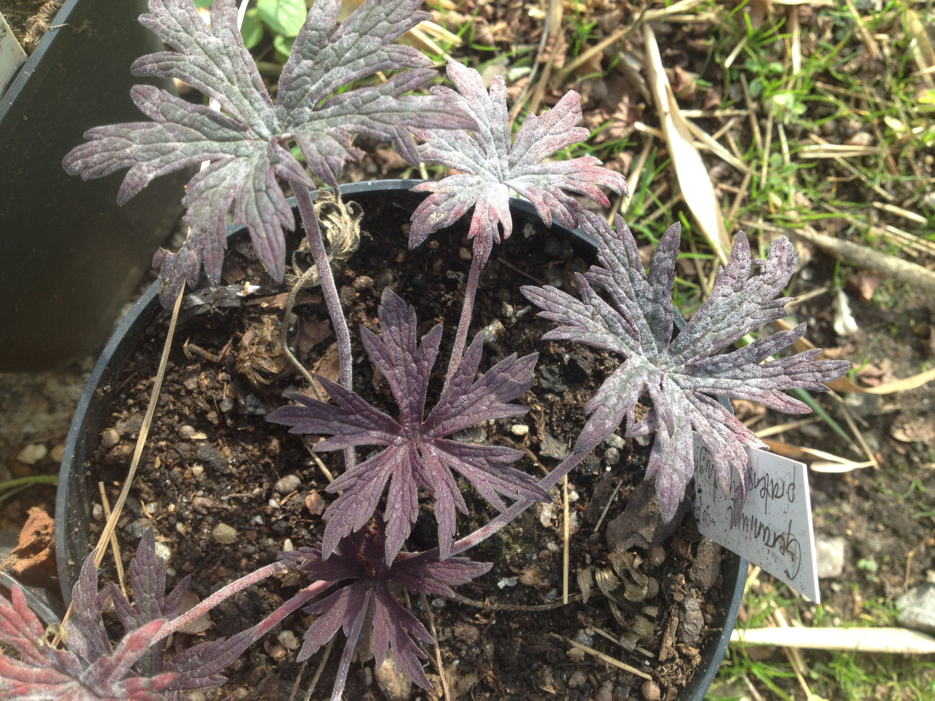 Geranium pratense "Midnight Reiter"