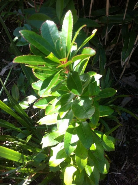 Miniaturebillede: Arbutus unedo - smultronträd