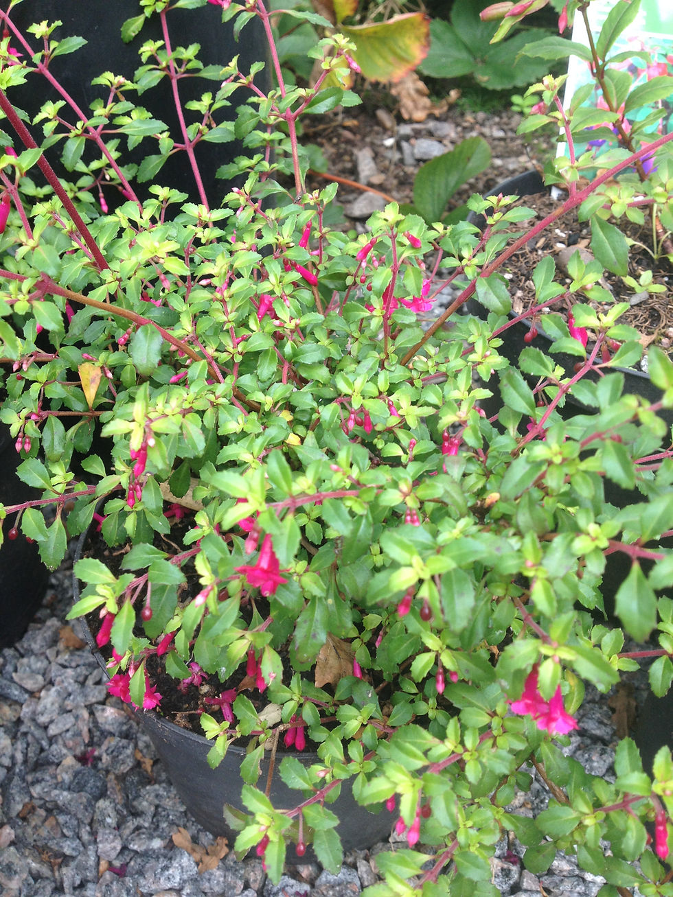 Miniaturebillede: Fuchsia lycioides -miniatyrfuchsia