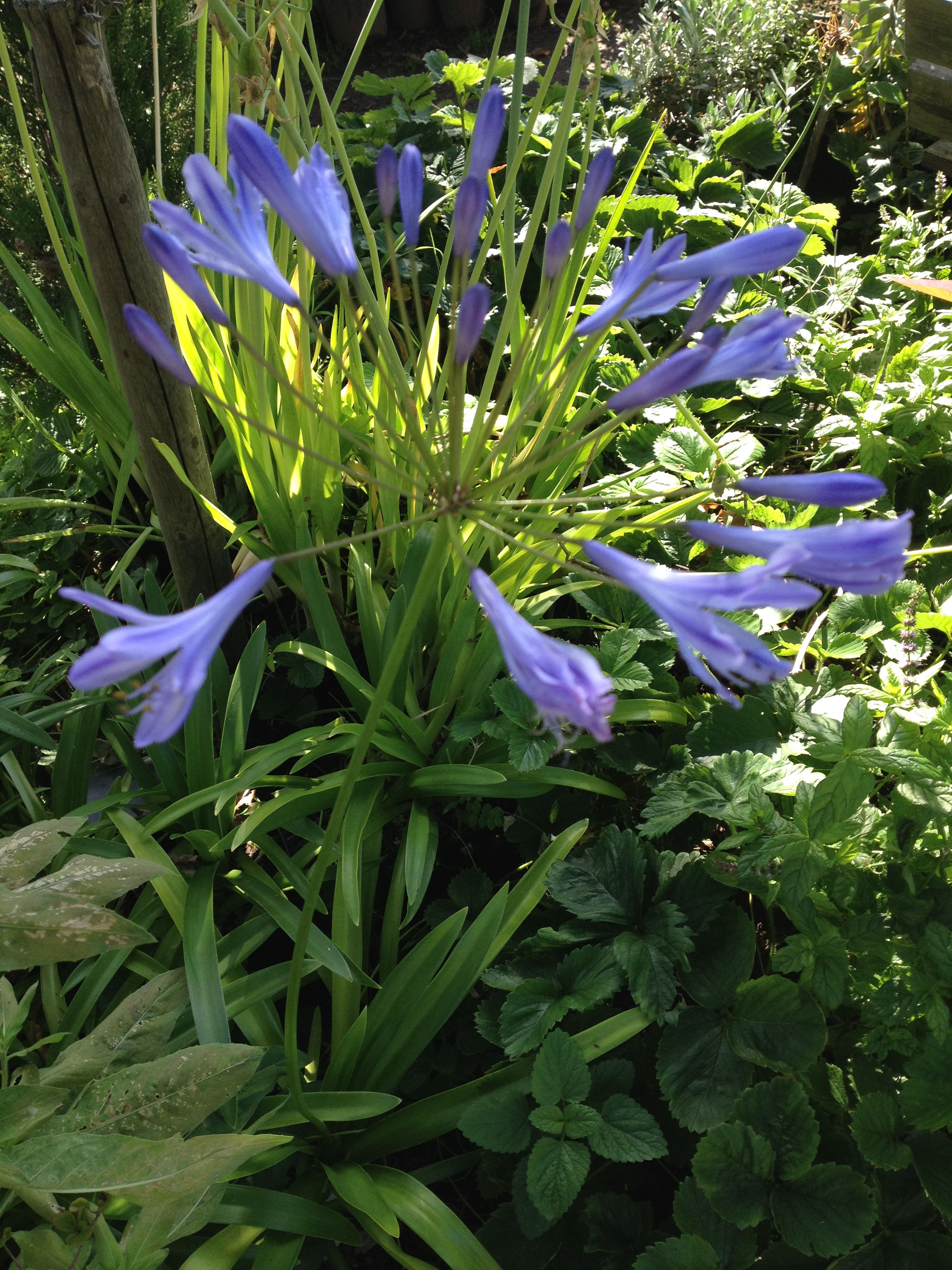 Agapanthus africanus - Afrikas blå lilja
