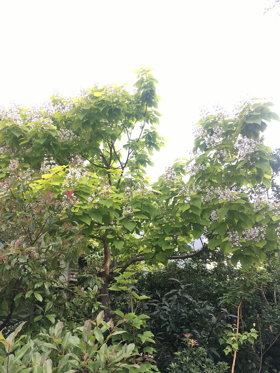 Miniaturebillede: Catalpa bignonioides "Aurea" - gulbladig katalpa (trumpetträd)