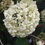 Miniaturebillede: Hydrangea arborescens "Annabelle" - vidjehortensia