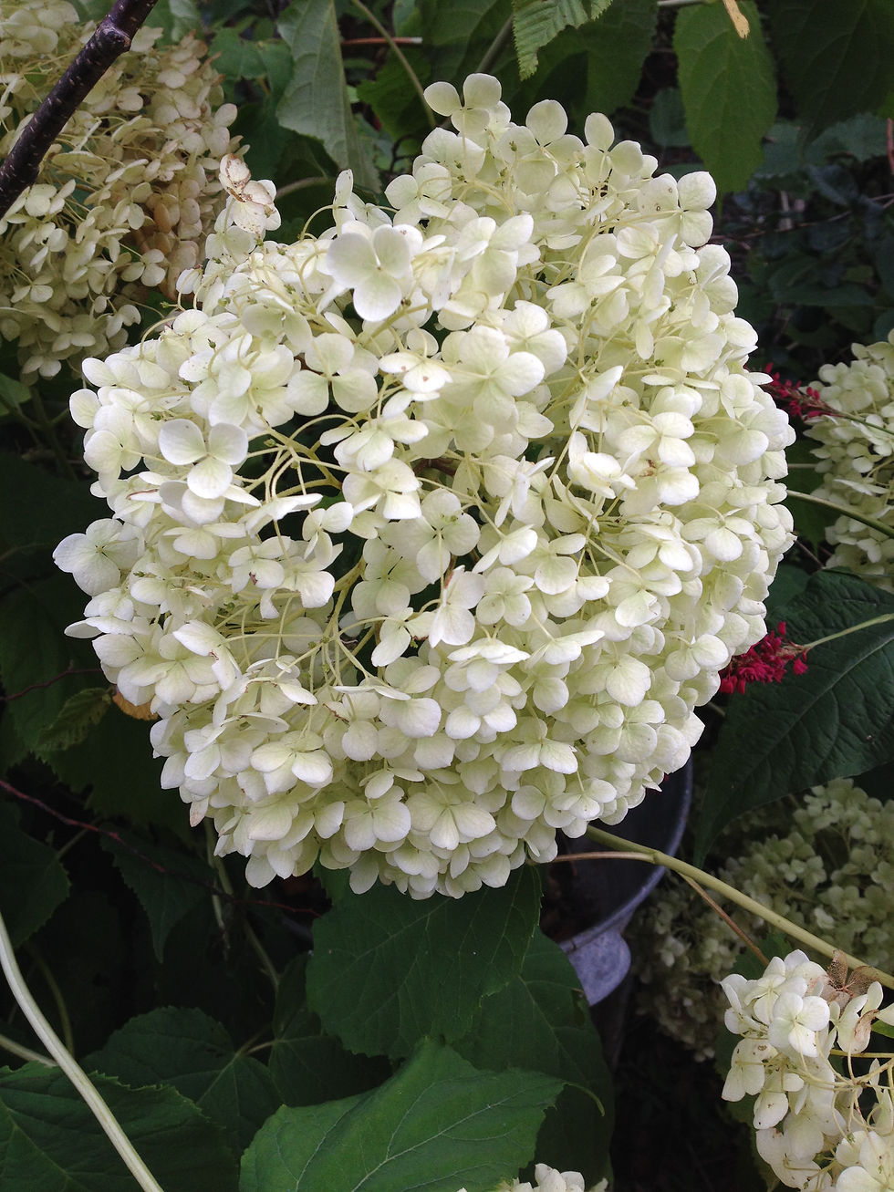 Miniaturbild: Hydrangea arborescens "Annabelle" - vidjehortensia