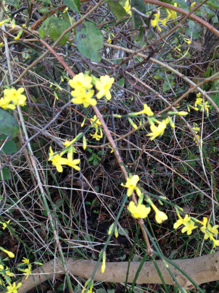 Jasminum nudiflorum - vinterjasmin