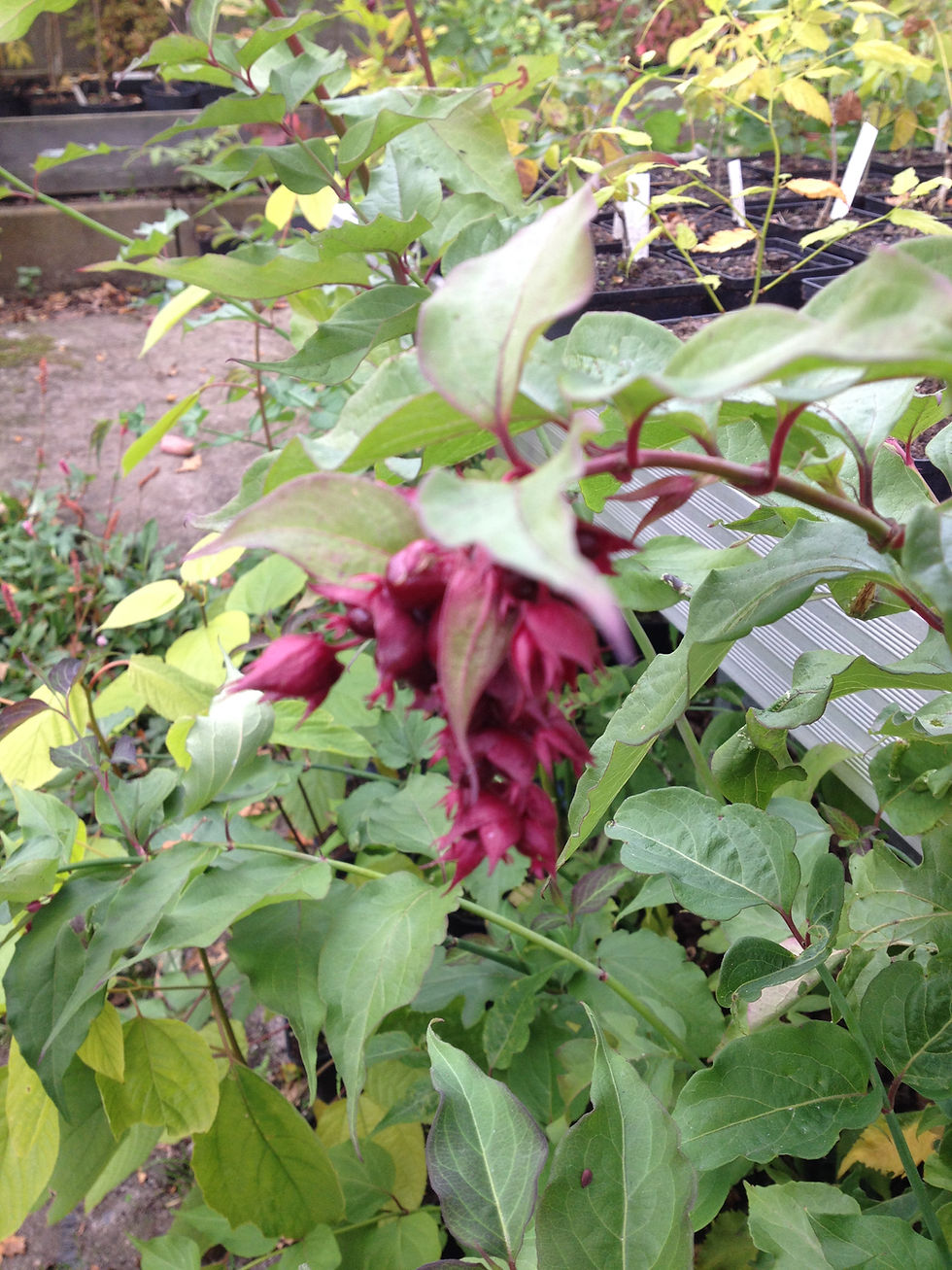 Pikkukuva: Leycesteria formosa - himalayakaprifol (axtry)