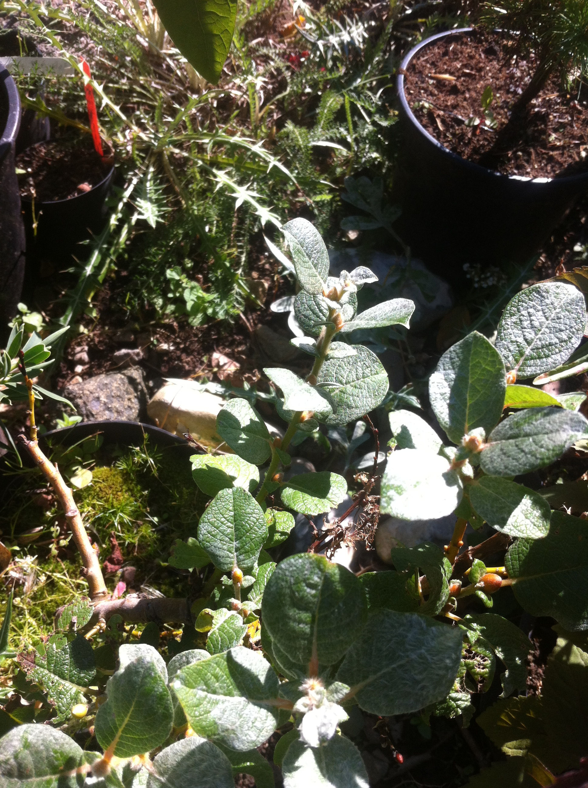 Salix lanata - ullvide