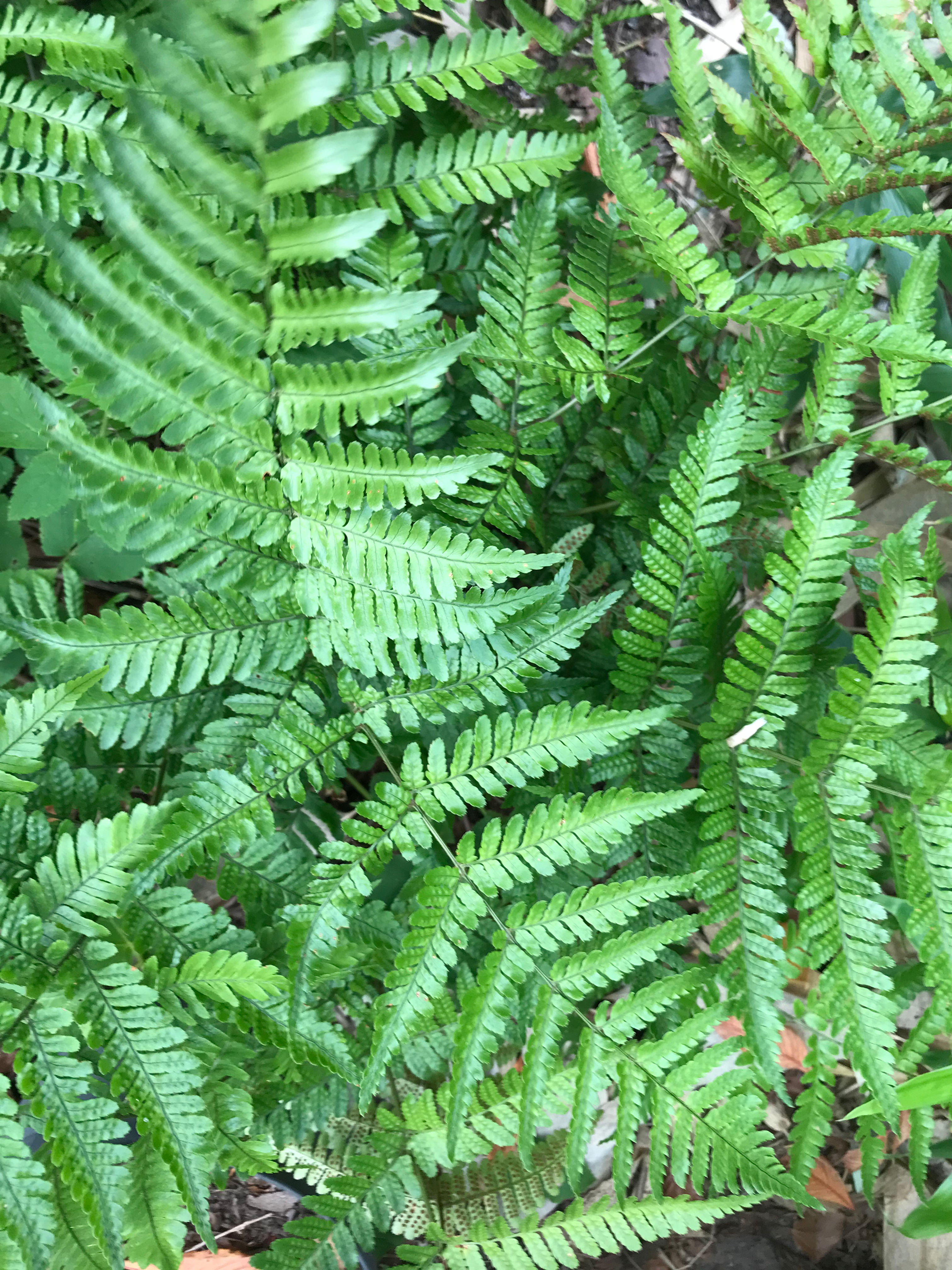 Dryopteris erythrosora - blodbräken