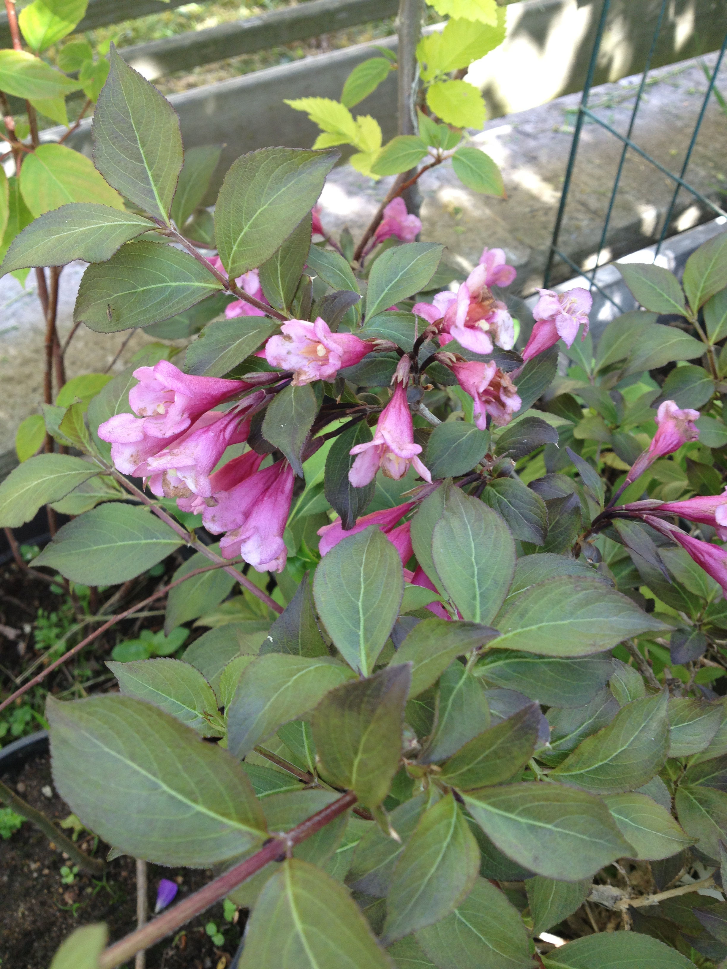 Weigela florida "Nana Purpurea" - rödbladig dvärgprakttry