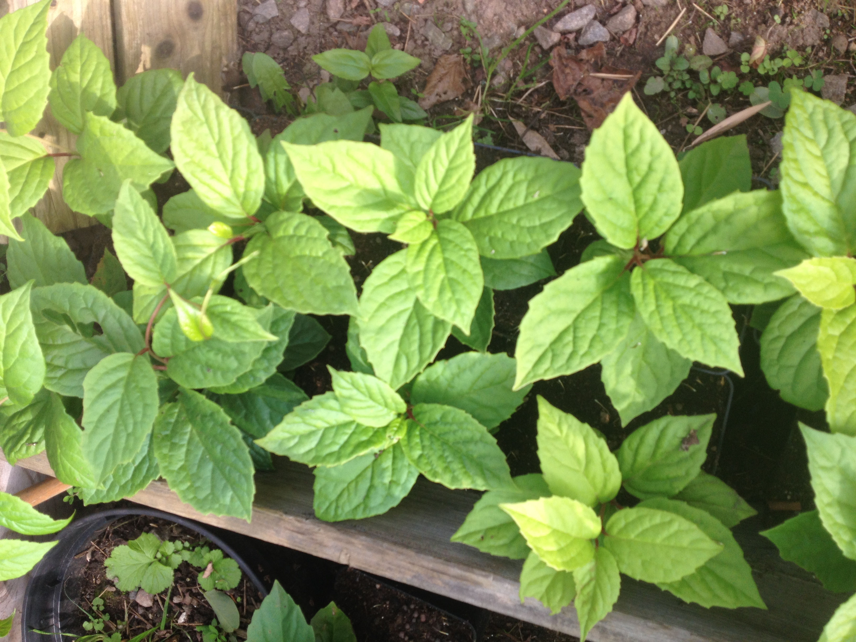 Schisandra chinensis – fjärilsranka