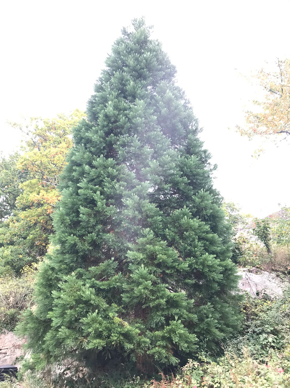 Thumbnail: Sequoiadendron giganteum – mammutträd