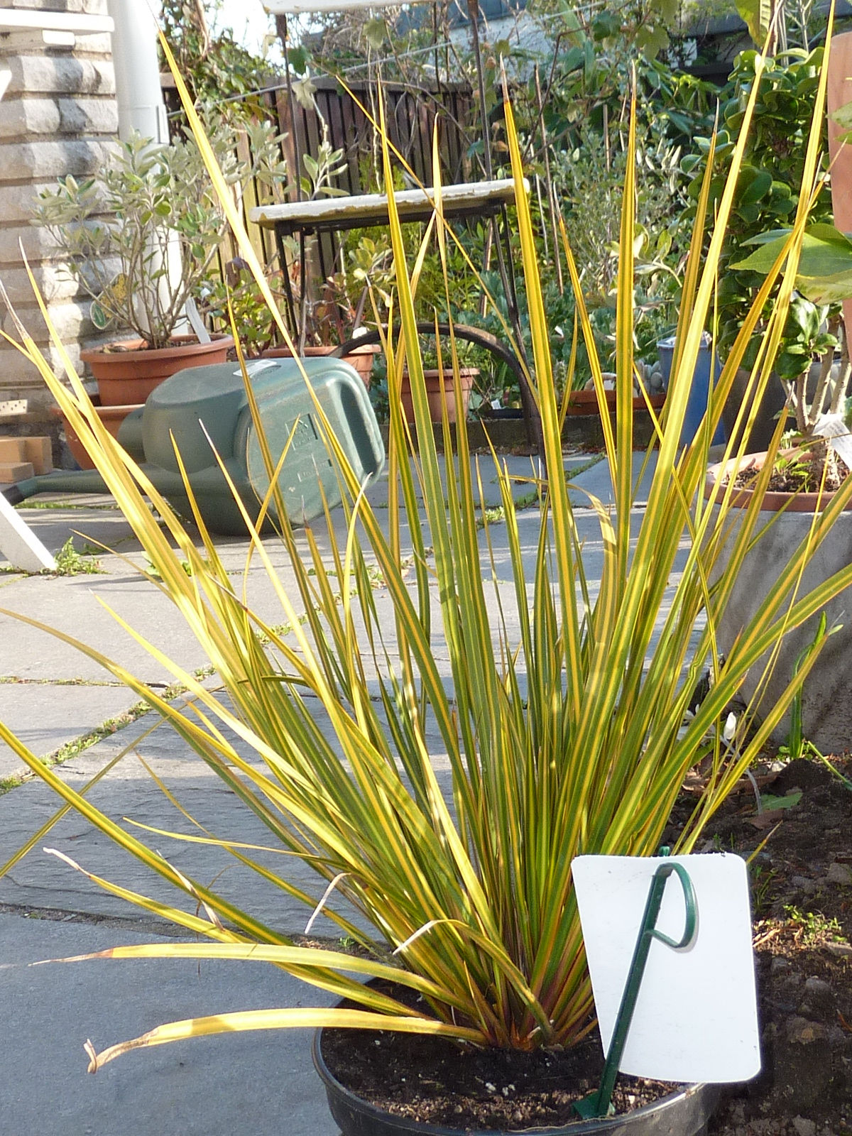 Libertia ixioides "Goldfinger" - gyllengulrandig sidenlibertia