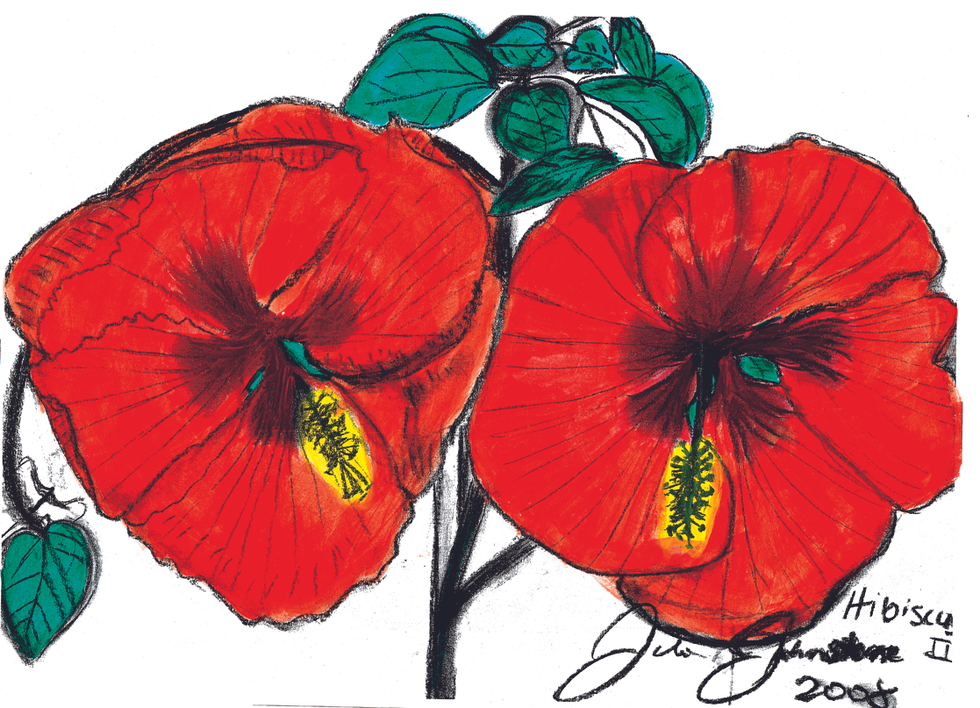 Hibiscu_2 2008 Charcoal & watercolour on paper