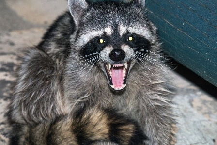 Raccoons Infected by Odd Virus Approach Neighborhoods.