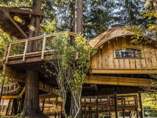 Treehouses for Microsoft employees’ creativity and happiness