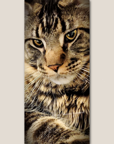 Brown Black Classic Tabby Maine Coon male cat