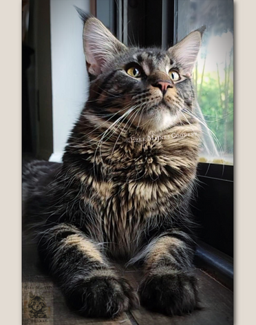 Brown Black Classic Tabby Maine Coon male cat