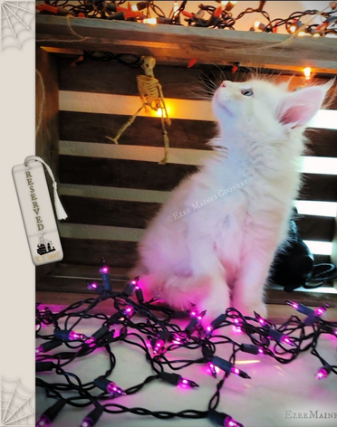 2022-10-23 Giglio halloween 8 weeks.png