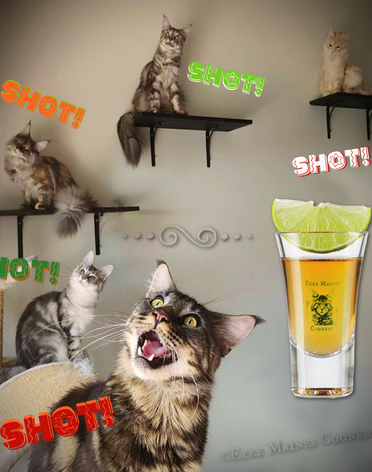 Brown Black Classic Tabby Maine Coon male cat