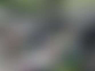 Starting Over in the Backyard: Why Clearing It Down to Dirt Is the Best Reset You Can Give Your Home