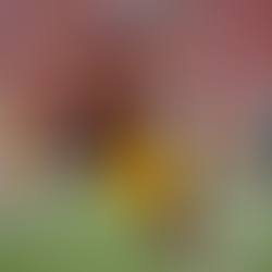 Top Highlights from USC's Football Season